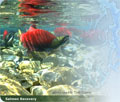 Biotic Resources - Salmon Recovery