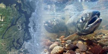 The Puget Sound Ecosystem Course