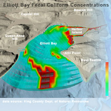 Elliott Bay Fecal Coliform Concentrations