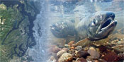Salmon Recovery