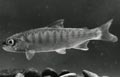 Fish2