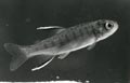 Fish3