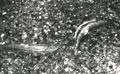 Fish4