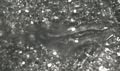Fish5