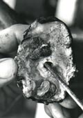 shellfish