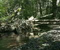 Creek Panorama 6