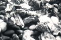 1979 Oysters 2