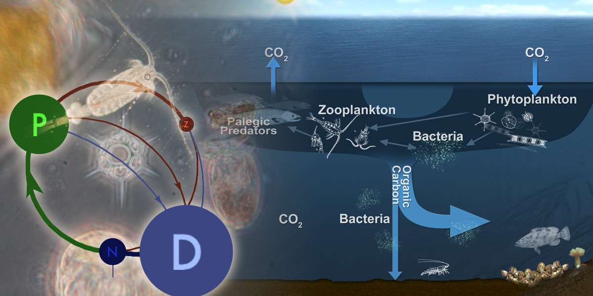 Ecosystem Modeling Image