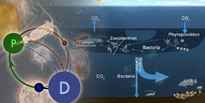 Modeling Plankton Ecology
