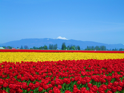 Skagit Tulip Field in Bloom