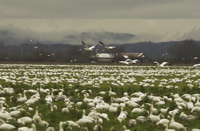 Snow Geese Skagit Valley